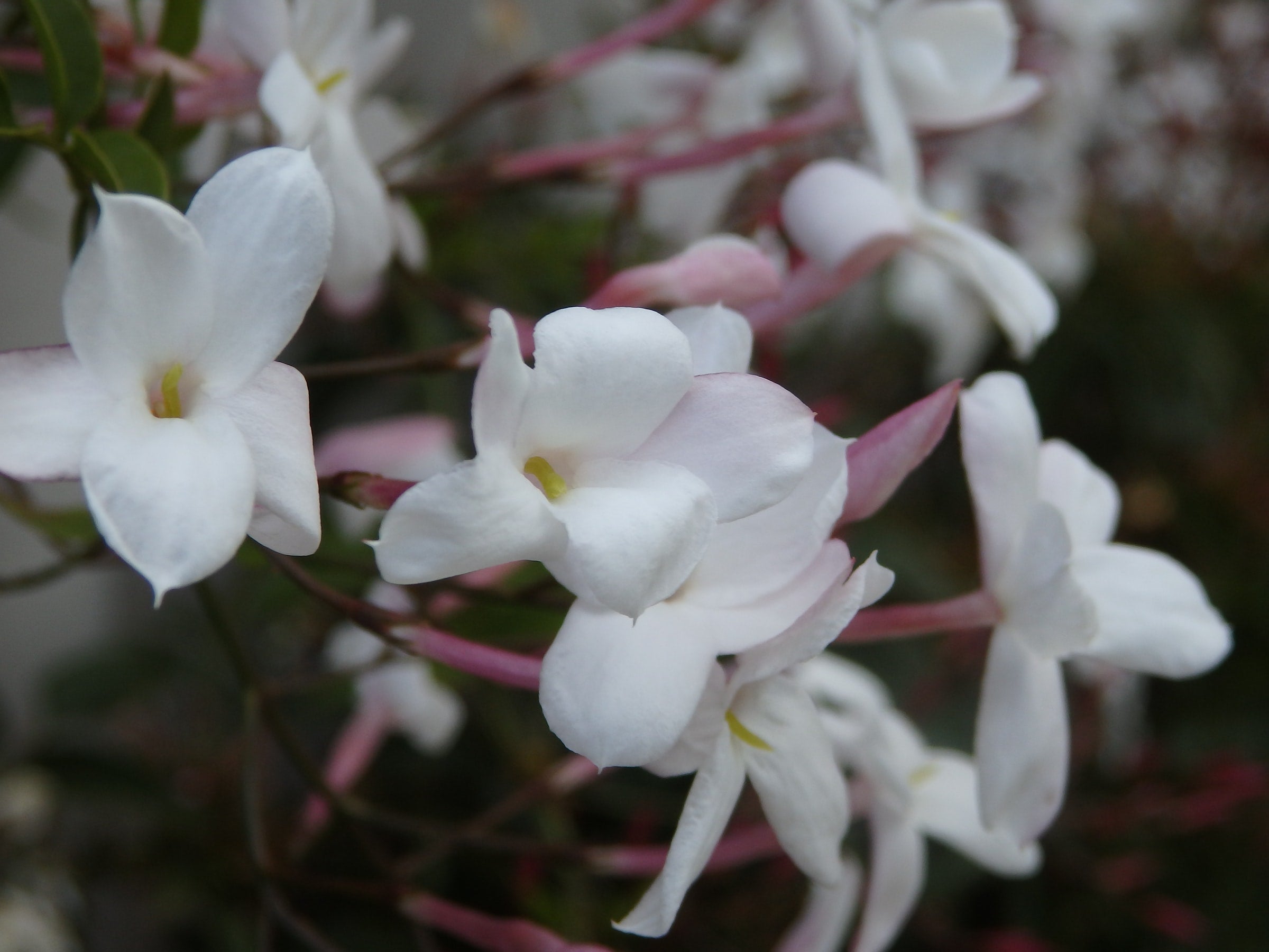 Aromatherapy with Sampaguita: The Benefits of Jasmine Oil