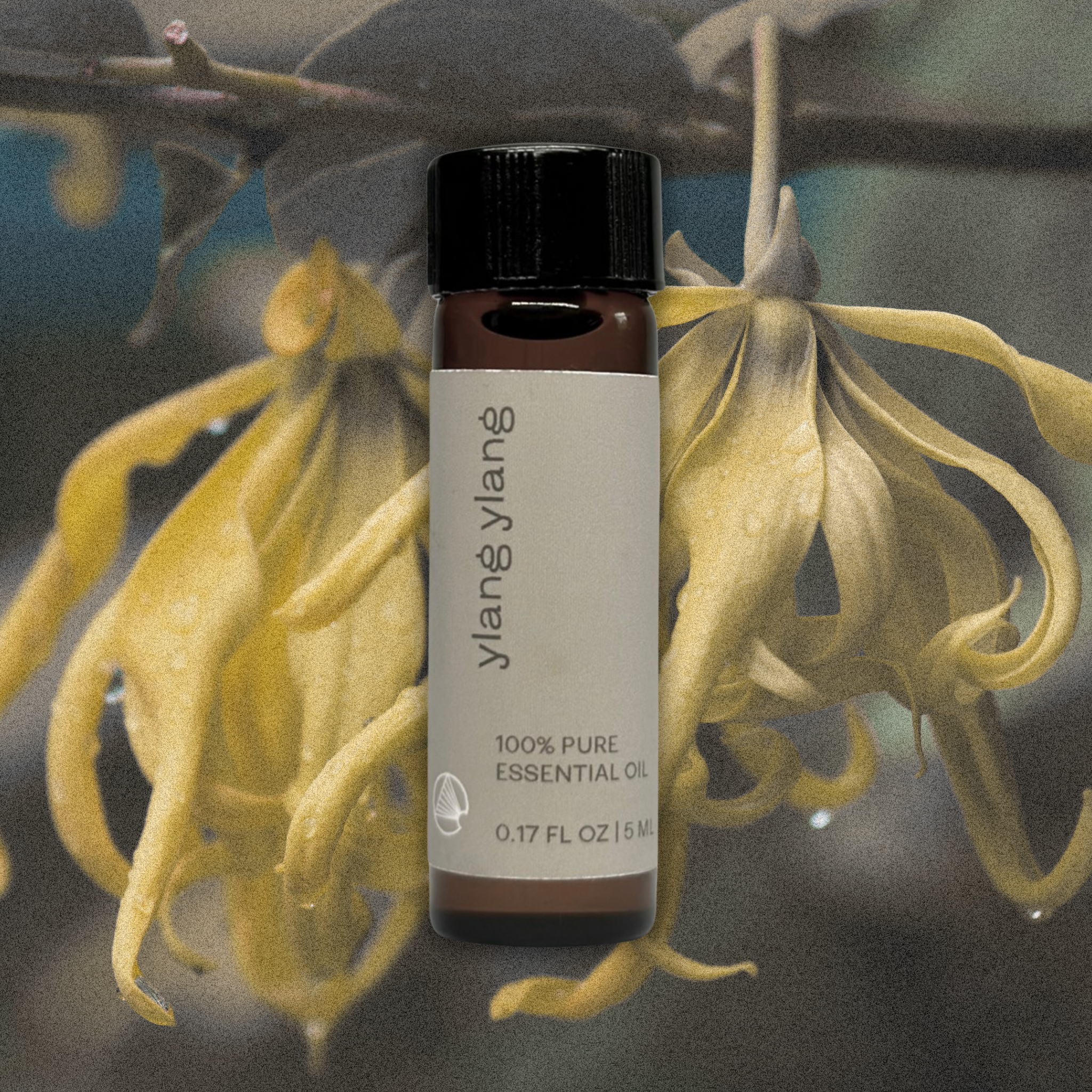 Ylang Ylang